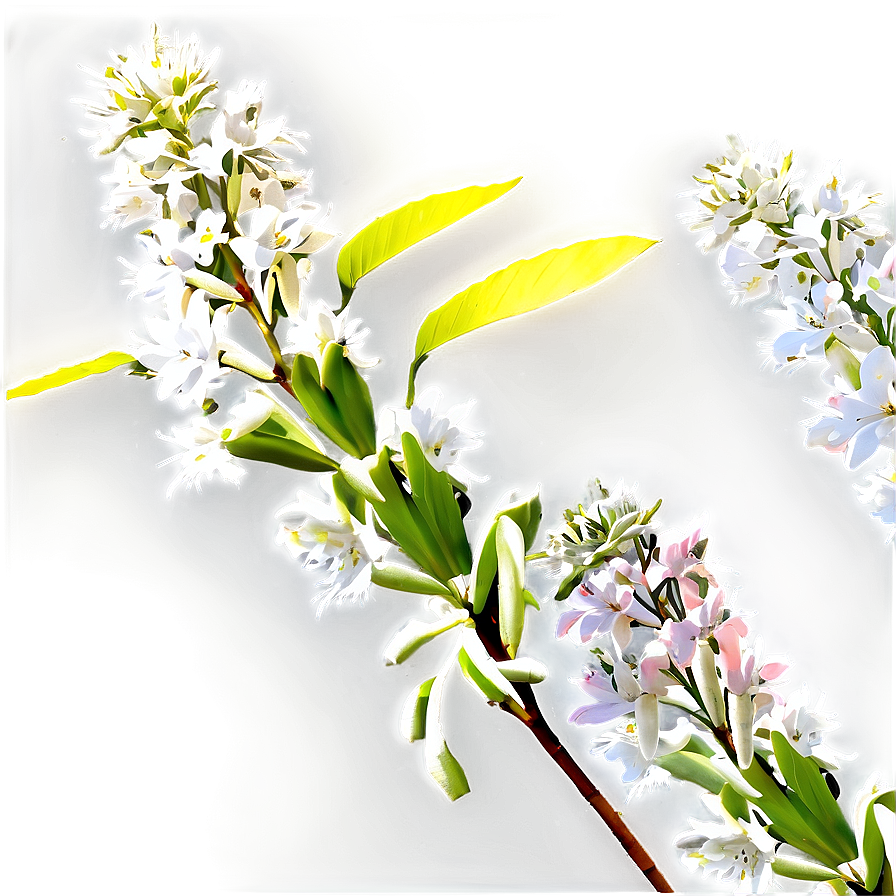 Native Shrub Png 05252024 PNG Image