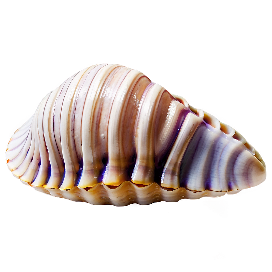 Natural Clam Shell Png Hav14 PNG Image