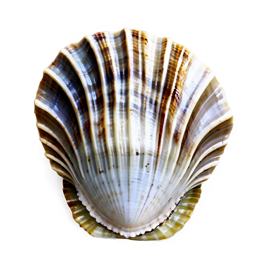 Natural Clam Shell Png Sod97 PNG Image