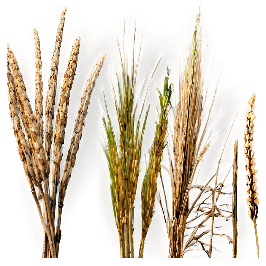 Natural Dry Grass Png Ccr46 PNG Image