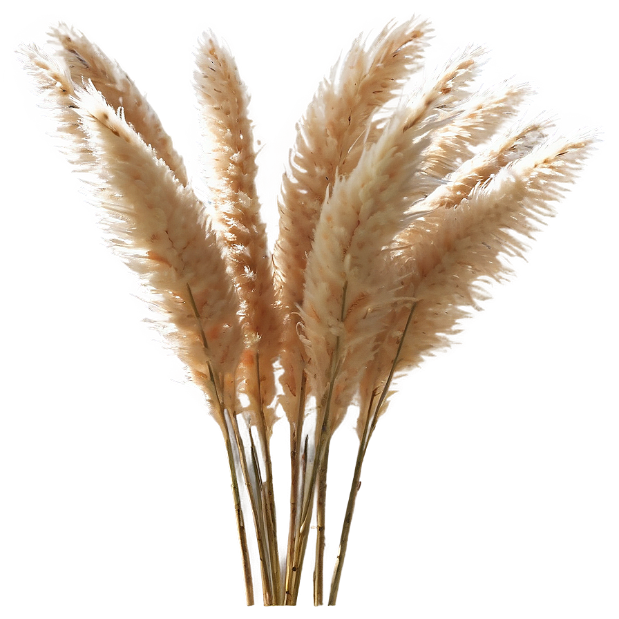 Natural Pampas Grass Png Pap PNG Image