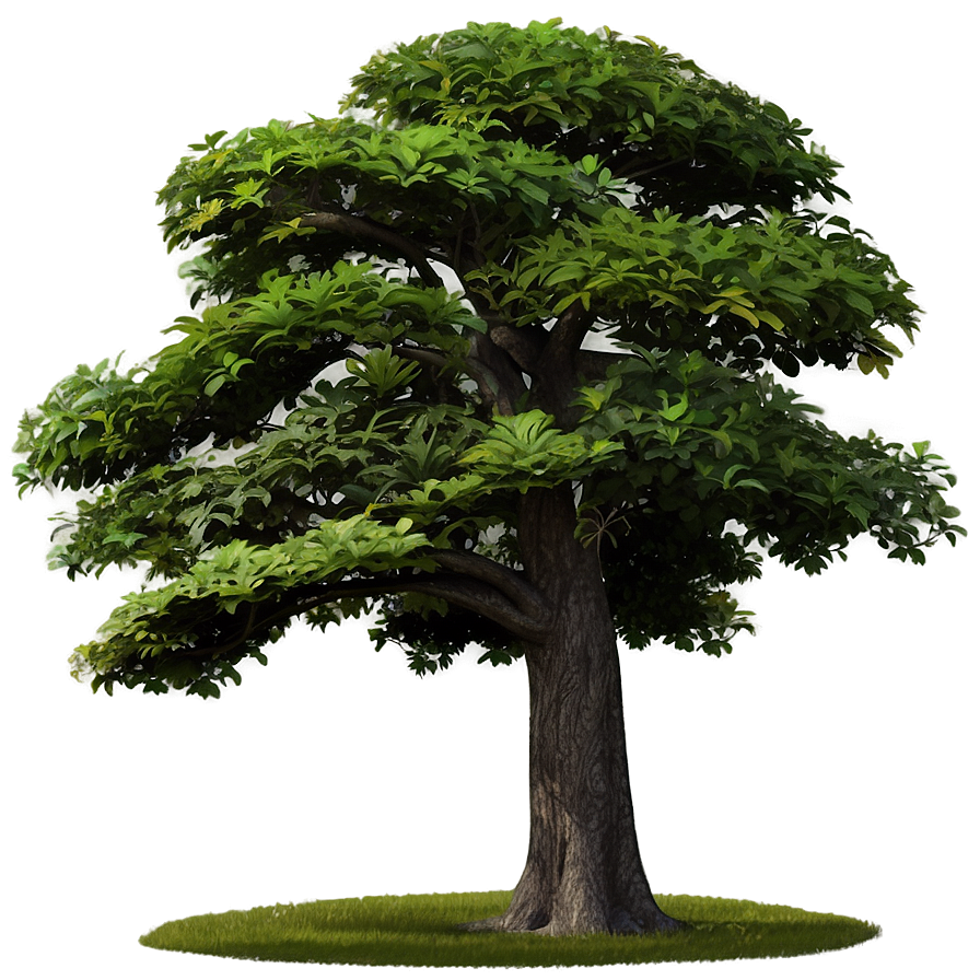 Nature Tree Top Layer Png Cjr PNG Image