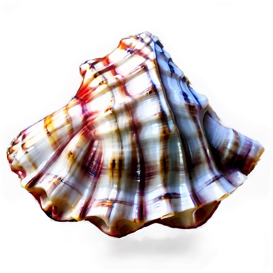 Nautical Conch Shell Png Puf80 PNG Image