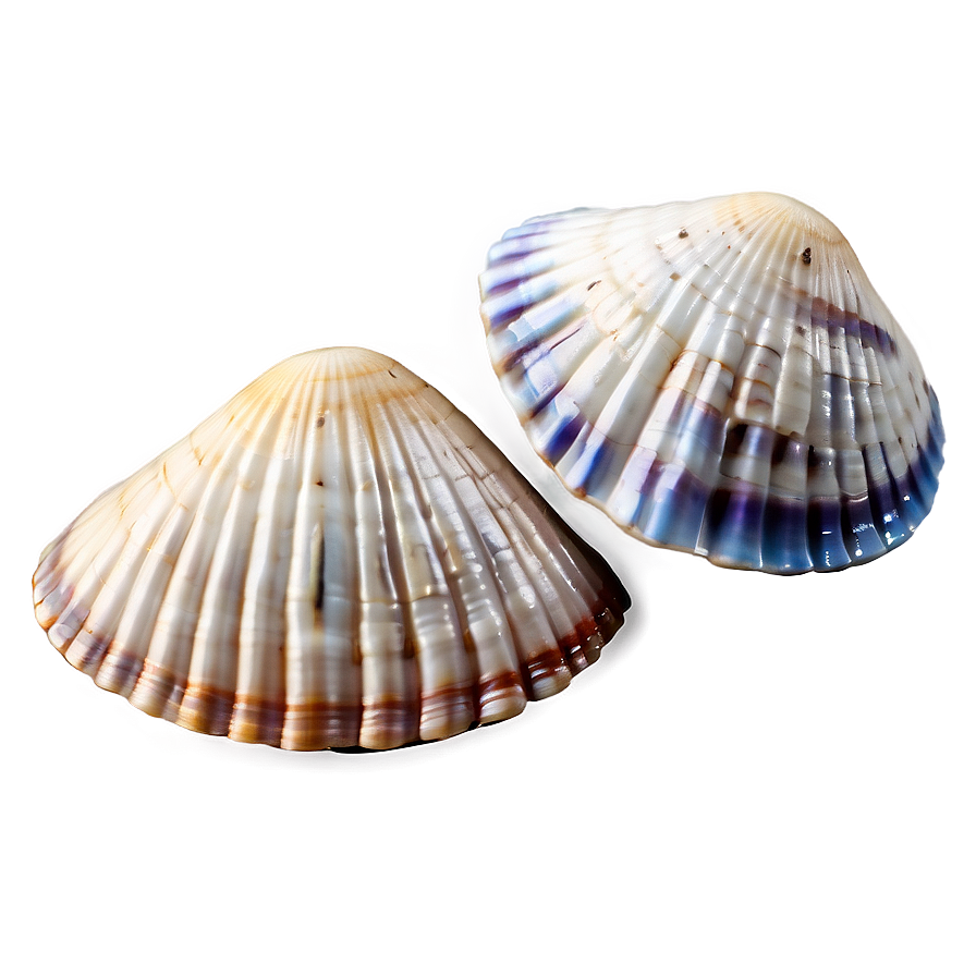 Nautical Seashells Png Ifb PNG Image