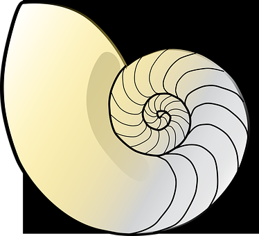 Nautilus Shell Illustration PNG Image