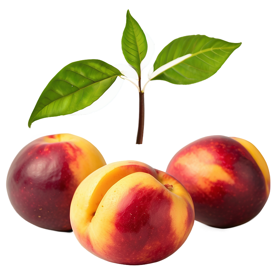 Nectarine Culinary Png 06252024 PNG Image