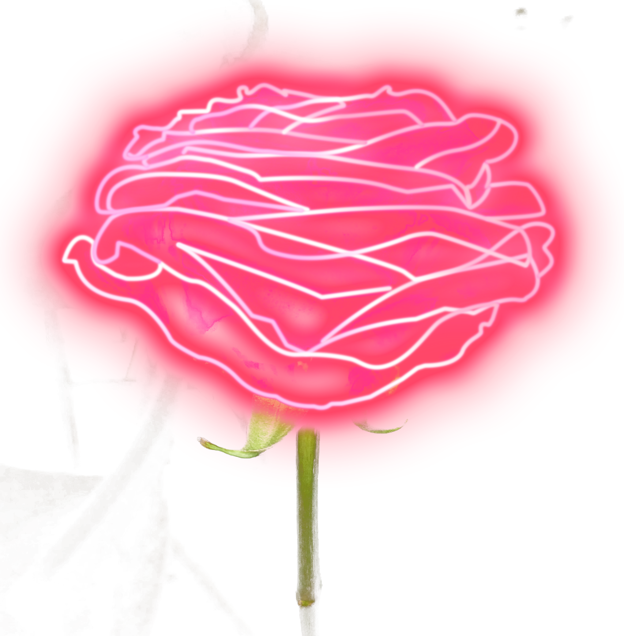 Neon_ Outline_ Pink_ Rose PNG Image