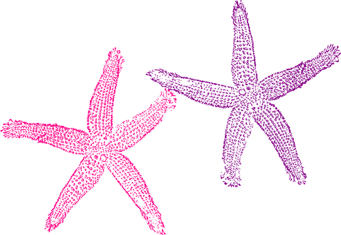 Neon_ Outline_ Starfish PNG Image