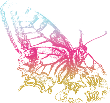 Neon Outlined Butterfly PNG Image