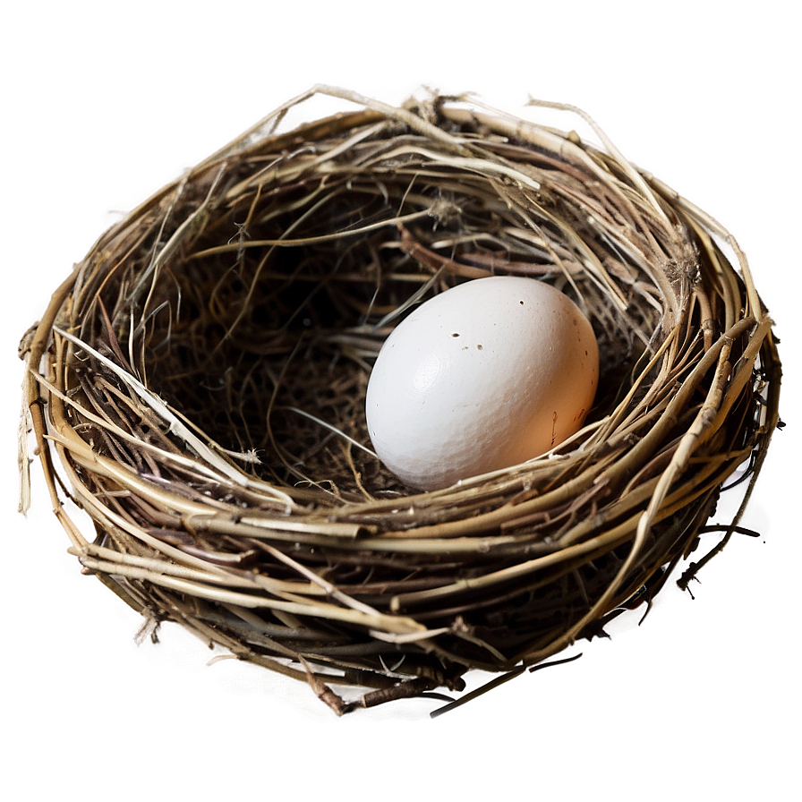 Nest Egg Png Les PNG Image