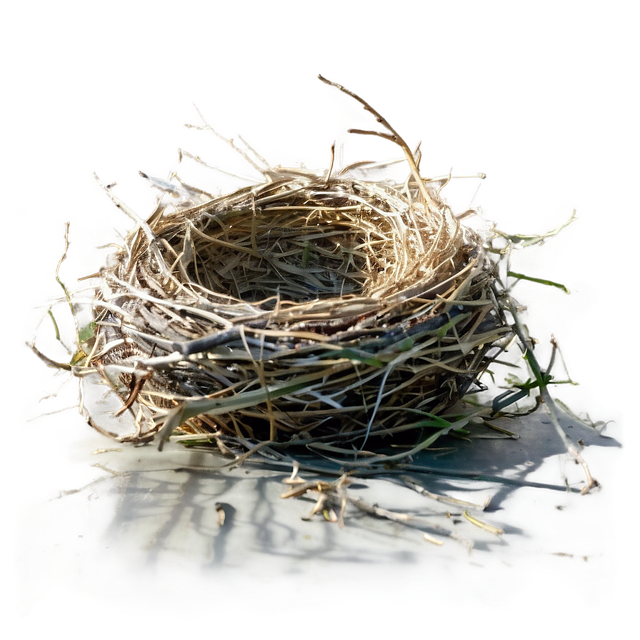 Nest In Sunlight Png 05252024 PNG Image