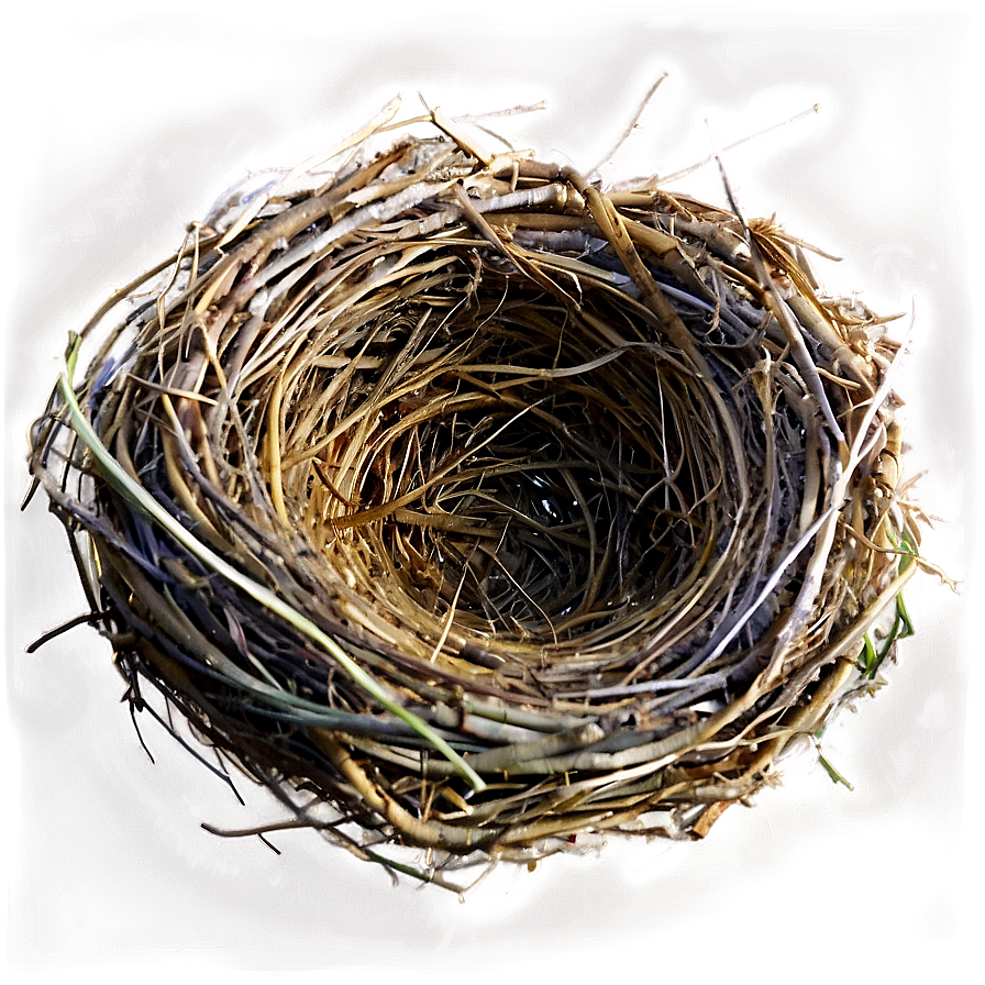 Nest On Ground Png Wjr PNG Image