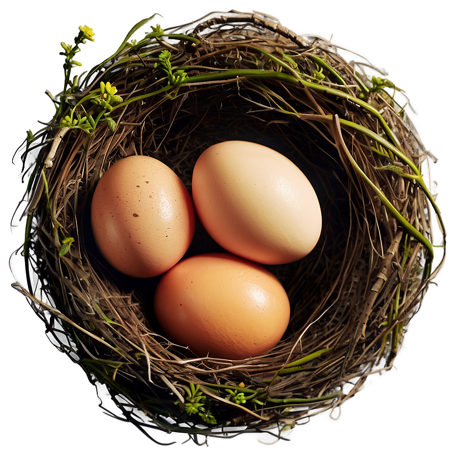 Nest With Eggs Png 12 PNG Image