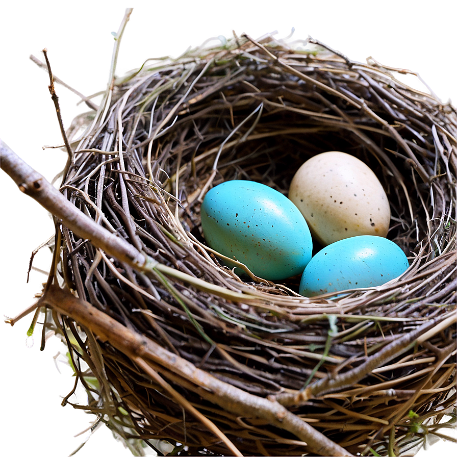 Nest With Robin Eggs Png Pho PNG Image