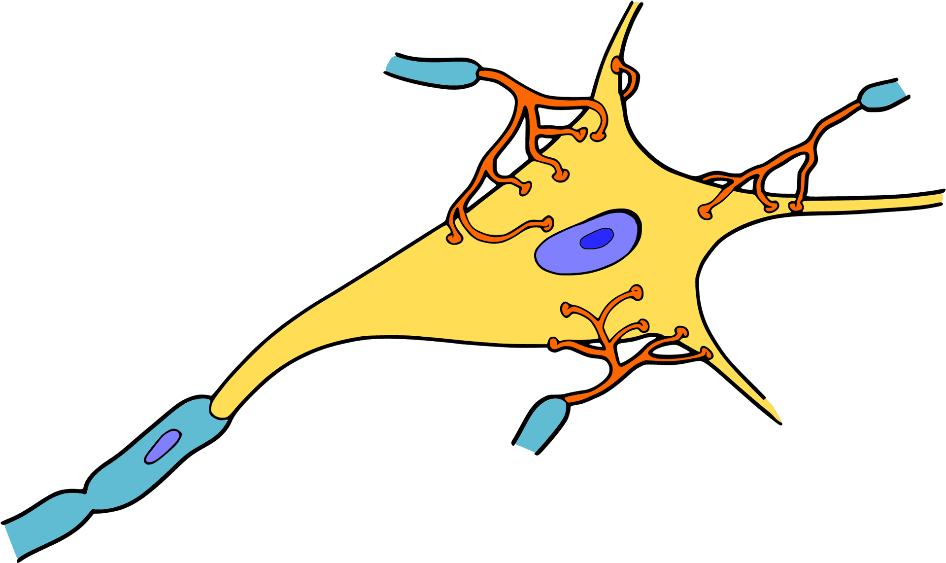 Neuron Structure Illustration PNG Image