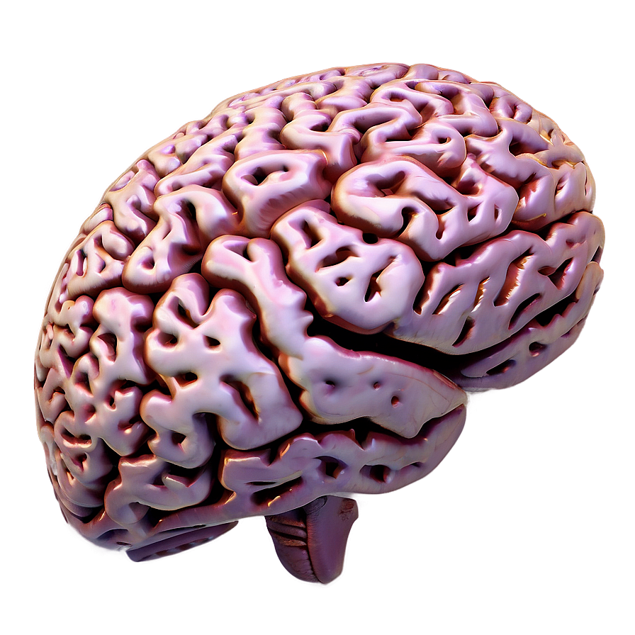 Neuroscience Brain Png 71 PNG Image