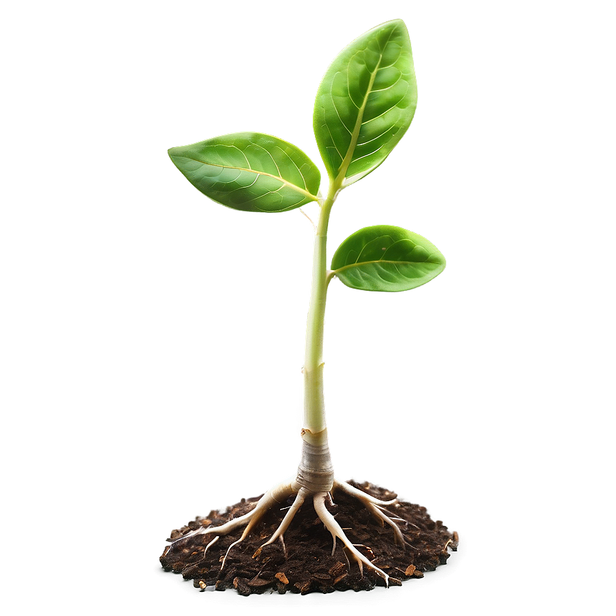 New Life Sprout Png Oud23 PNG Image