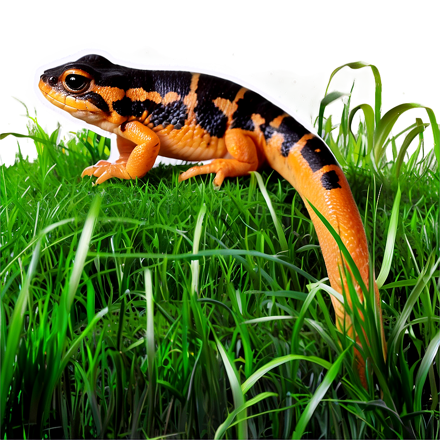 Newt In Grass Png 24 PNG Image