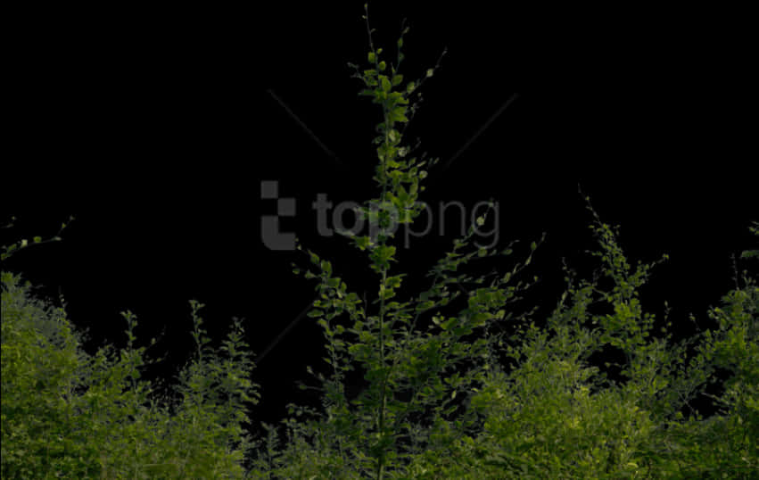 Nighttime Bushes Transparent Background PNG Image