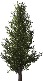 Nighttime Solitary Tree PNG Image