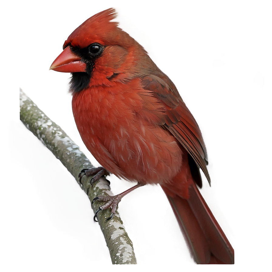 Northern Cardinal Png Gjq PNG Image