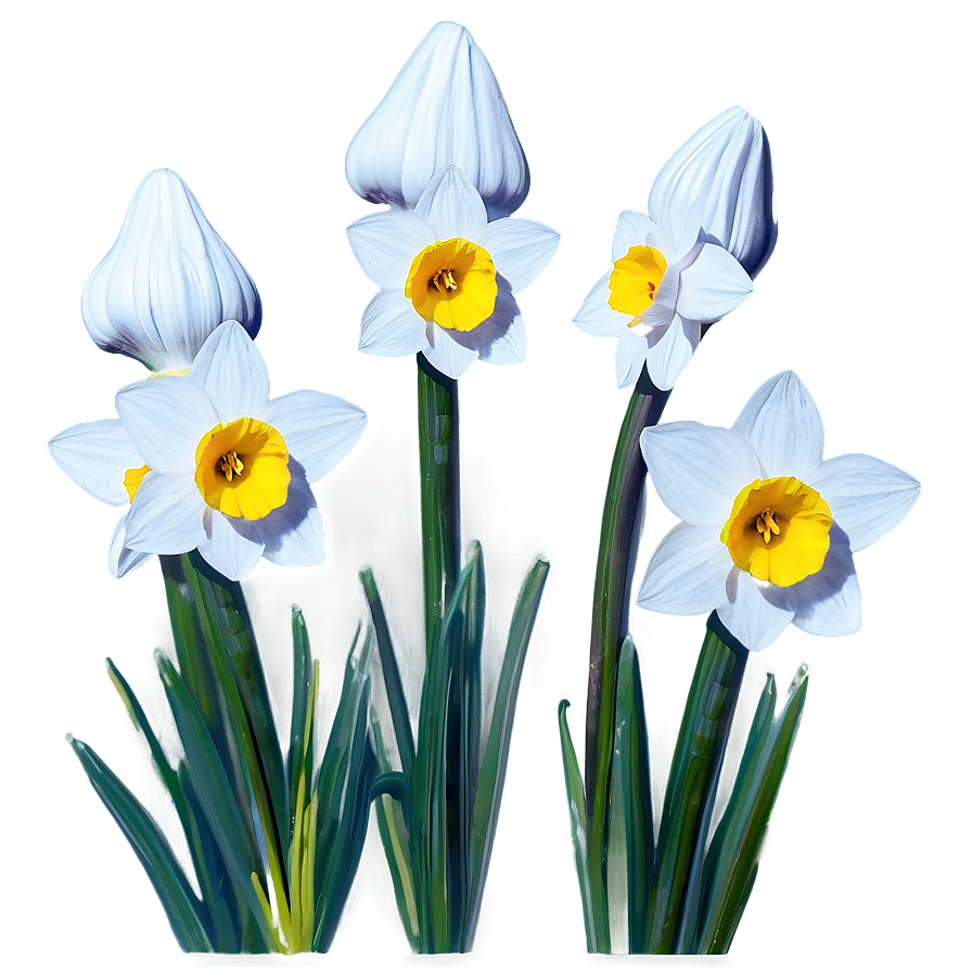 Nostalgic Narcissus Png Epi PNG Image