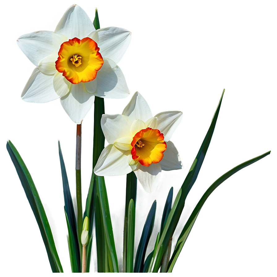 Nostalgic Narcissus Png Wcj PNG Image