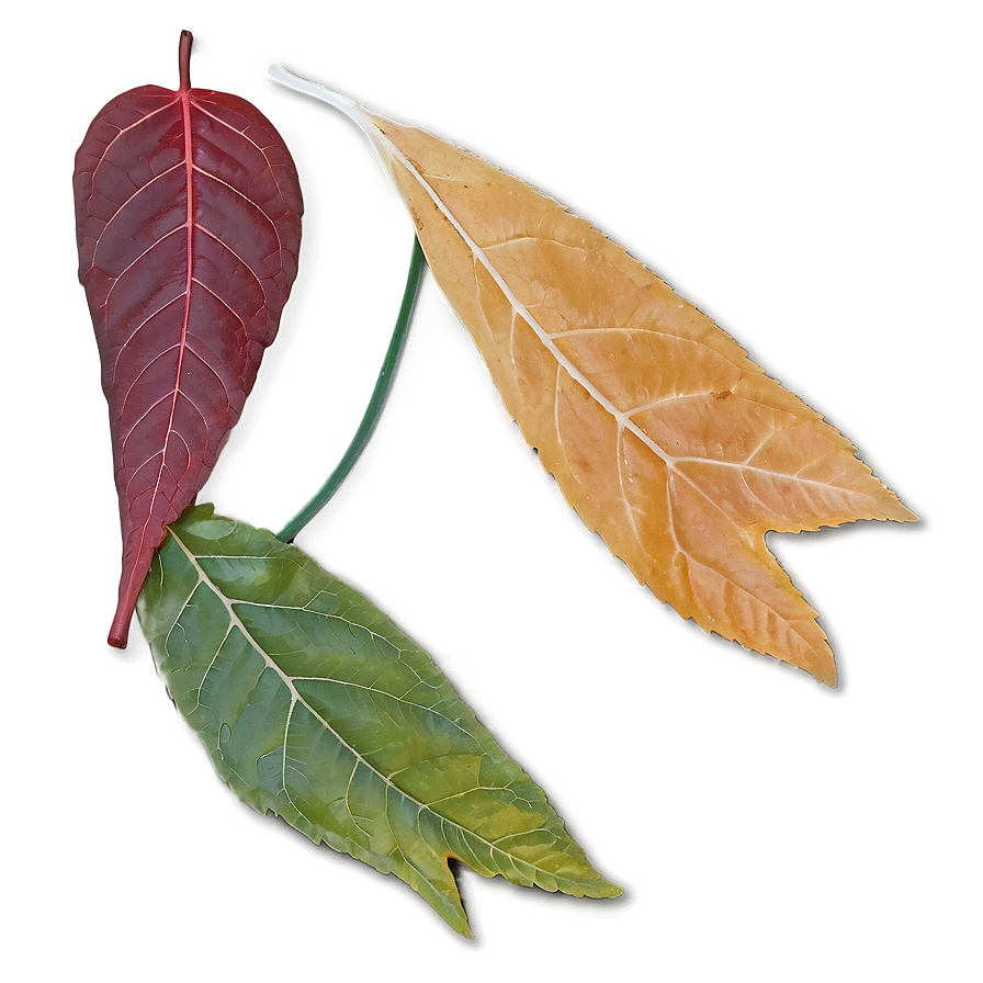 November Leaves Falling Png Cjc PNG Image