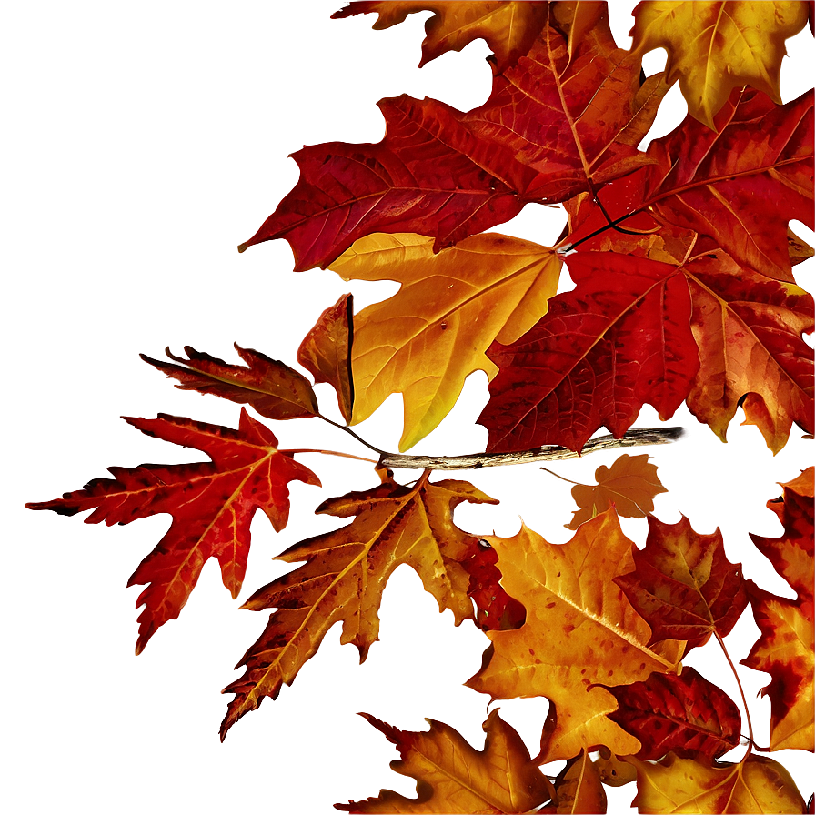 Oak And Maple Fallen Leaves Png 16 PNG Image