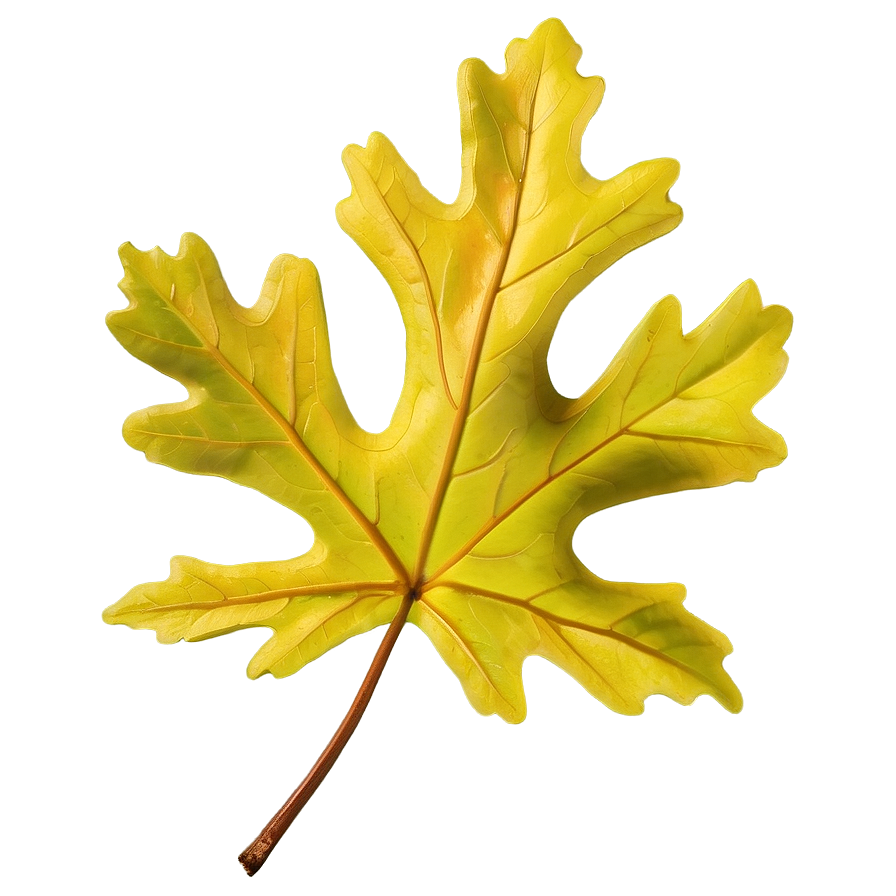 Oak Leaf A PNG Image