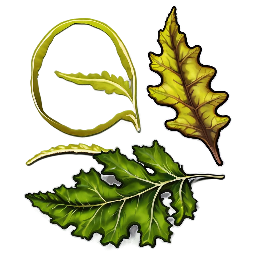 Oak Leaf In Nature Png 06292024 PNG Image