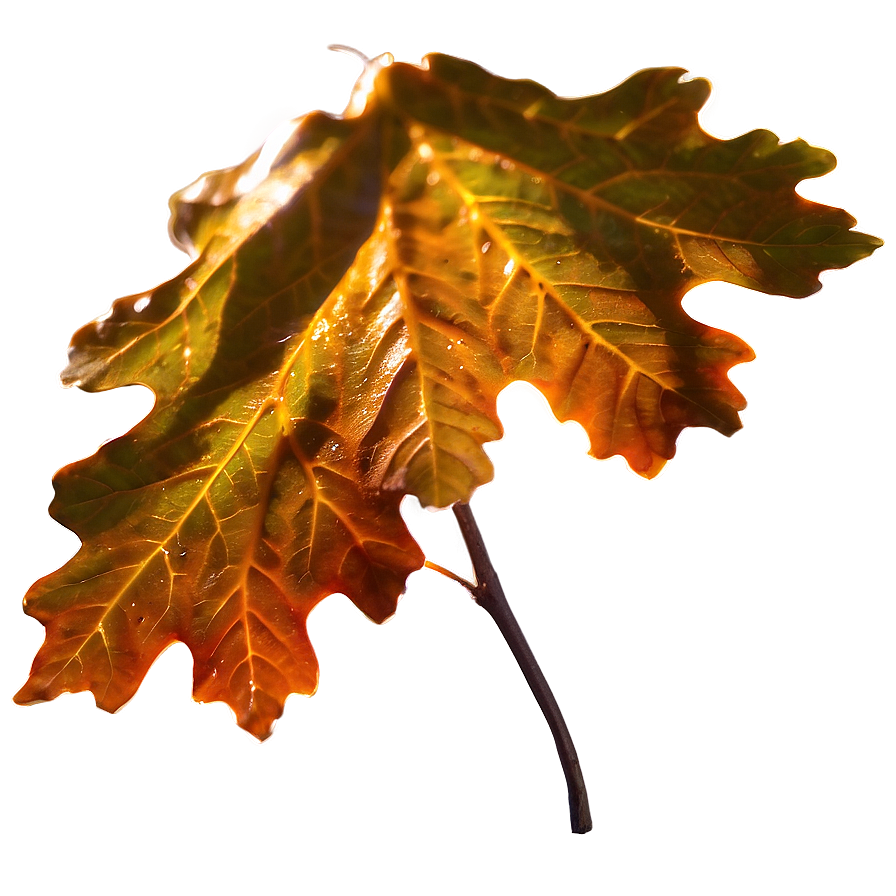 Oak Leaf In Sunlight Png 06292024 PNG Image