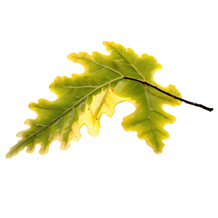 Oak Leaf In Sunlight Png 94 PNG Image