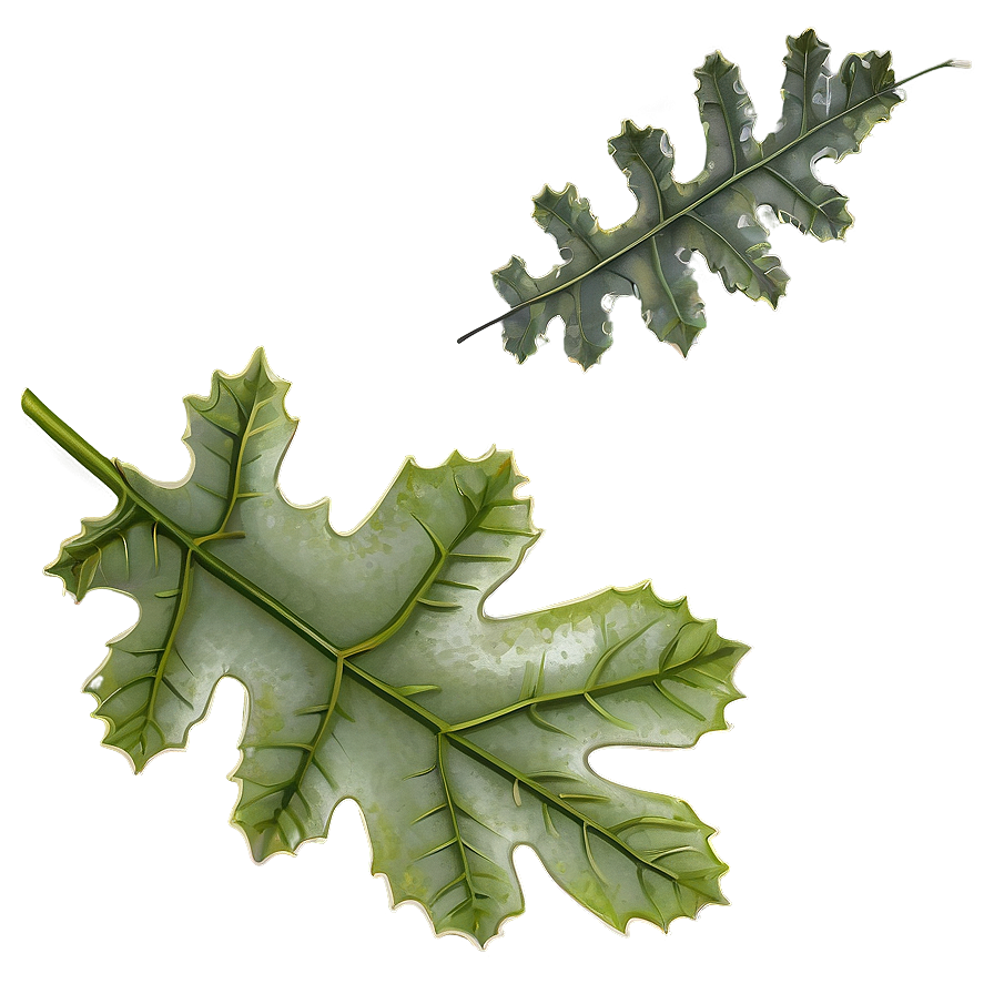 Oak Leaves Falling Png 06132024 PNG Image