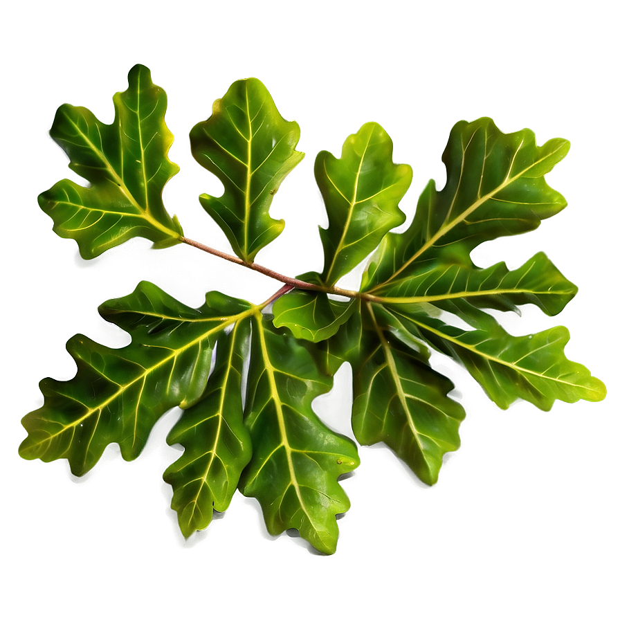 Oak Leaves Png Uyq PNG Image