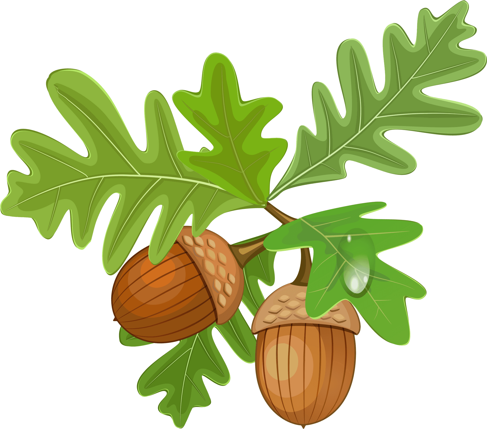 Oak Leavesand Acorns Illustration PNG Image