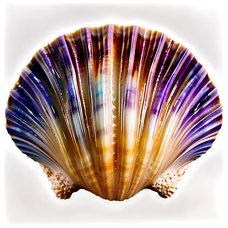 Ocean Clam Shell Png Sri51 PNG Image