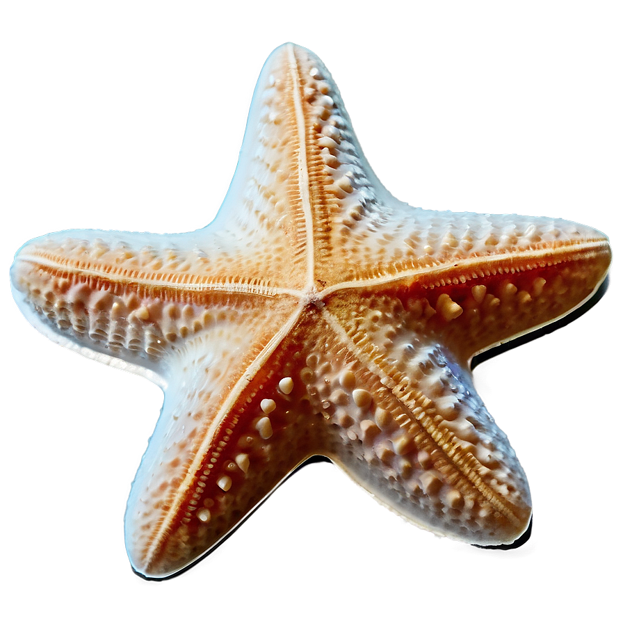 Ocean Starfish Sandy Png 76 PNG Image