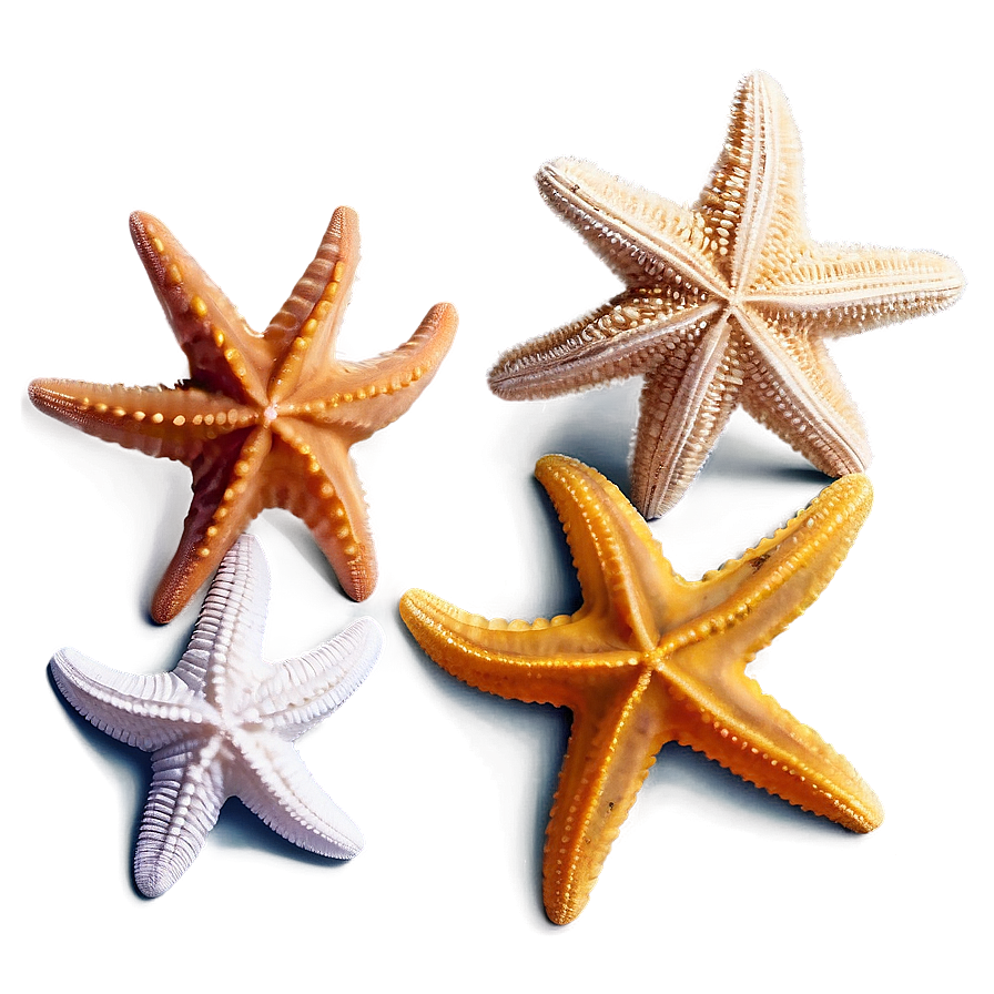 Ocean Starfish Sandy Png Fgt PNG Image