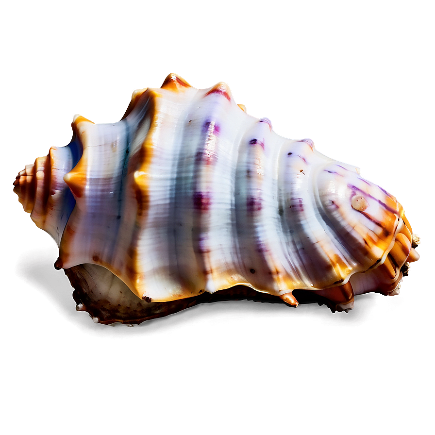 Oceanic Conch Shell Graphic Png 06132024 PNG Image