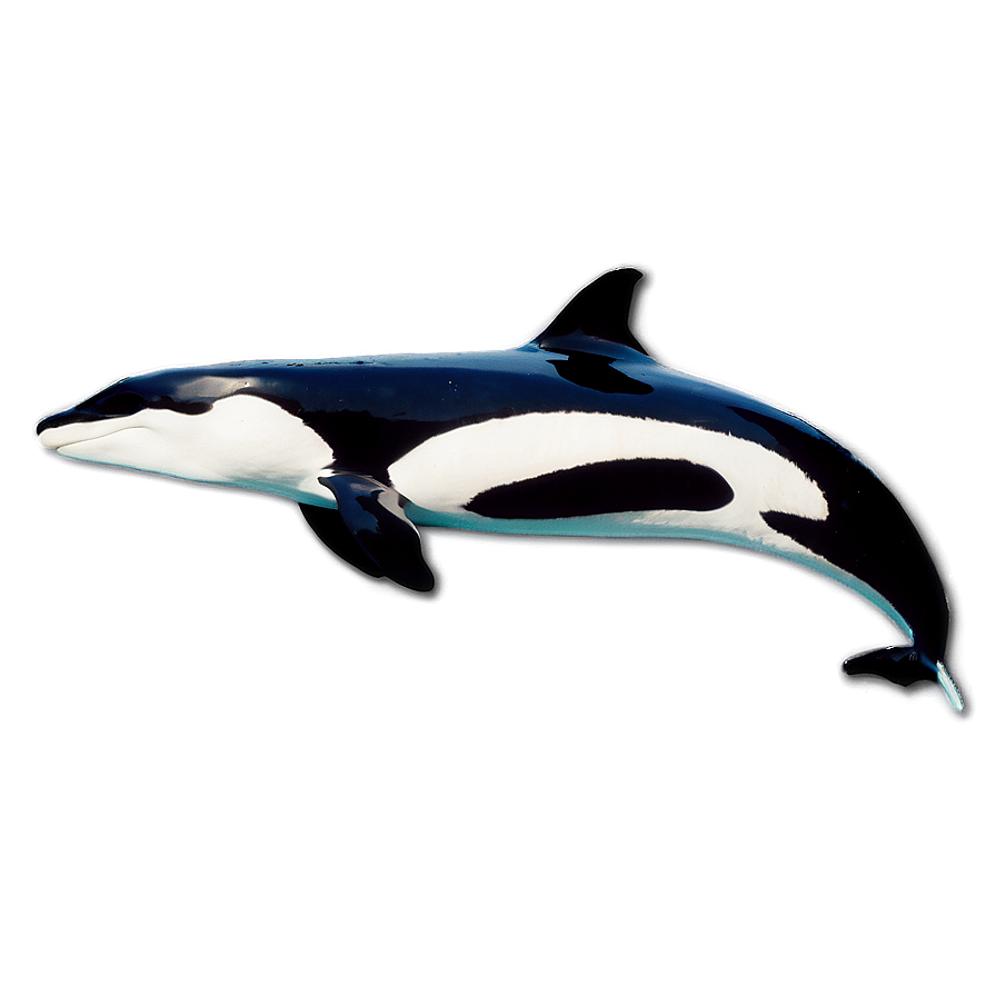 Oceanic Orca Png Muv42 PNG Image