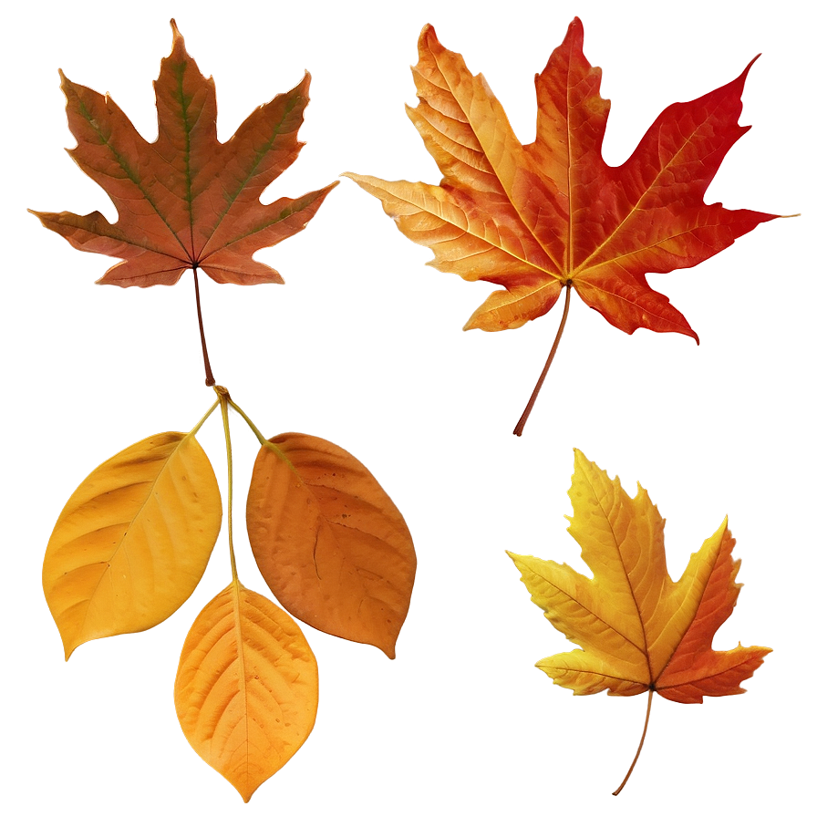 October Leaves Png Nvj PNG Image