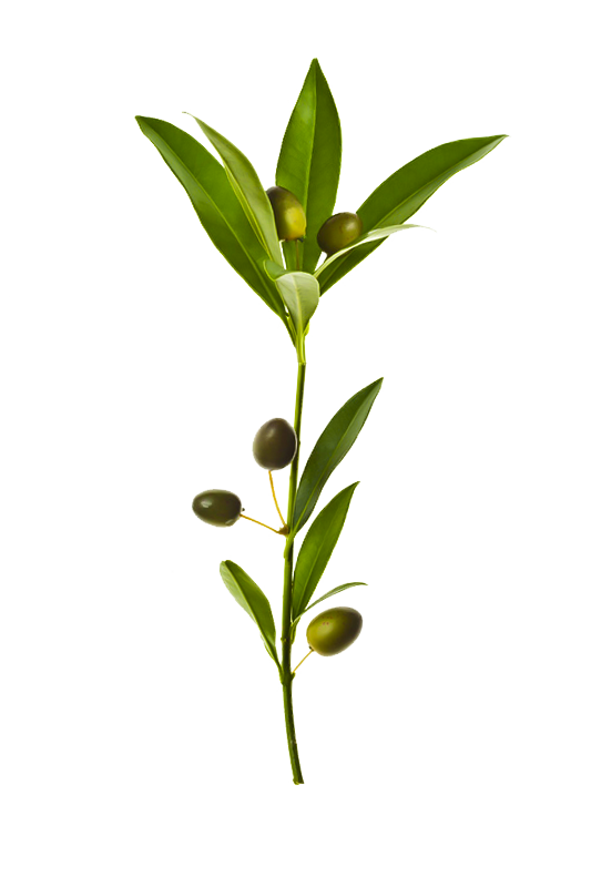 Olive Branch Green Leaves PNG Image