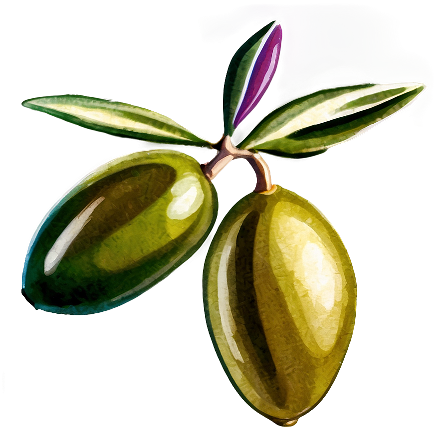 Olive Branch Watercolor Png 05242024 PNG Image