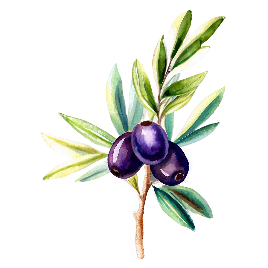 Olive Branch Watercolor Png 9 PNG Image