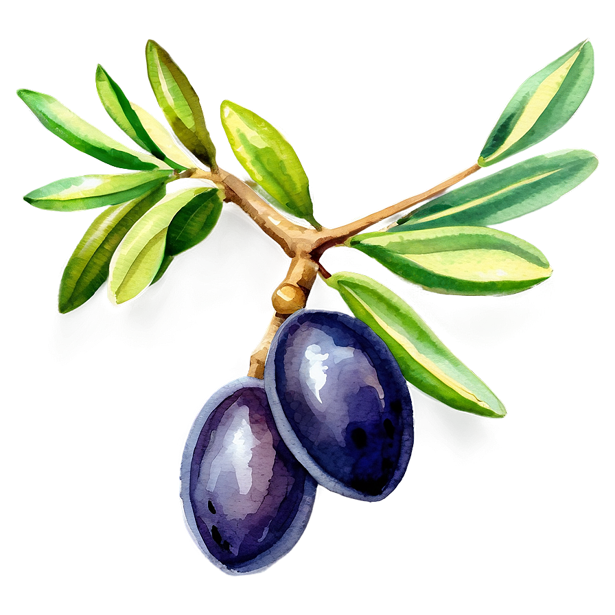 Olive Branch Watercolor Png Dlq PNG Image