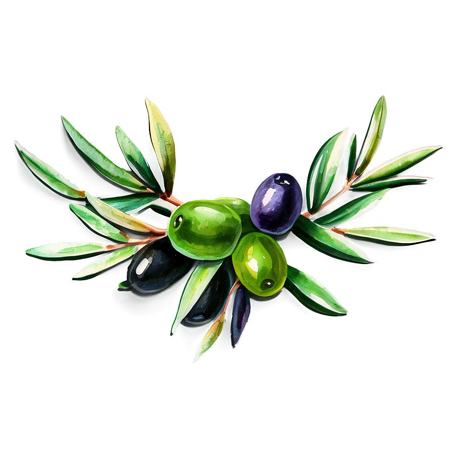 Olive Branch Watercolor Png Jnb PNG Image