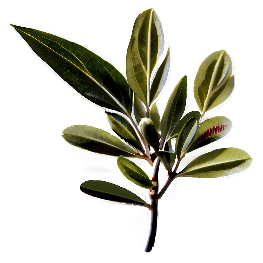 Olive Leaf Extract Png 05242024 PNG Image