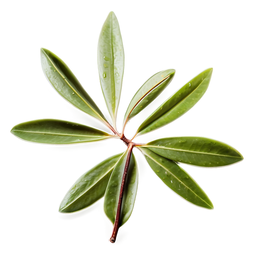 Olive Leaf Tea Png Efs22 PNG Image