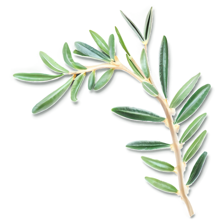 Olive Leaves Png Ffv PNG Image